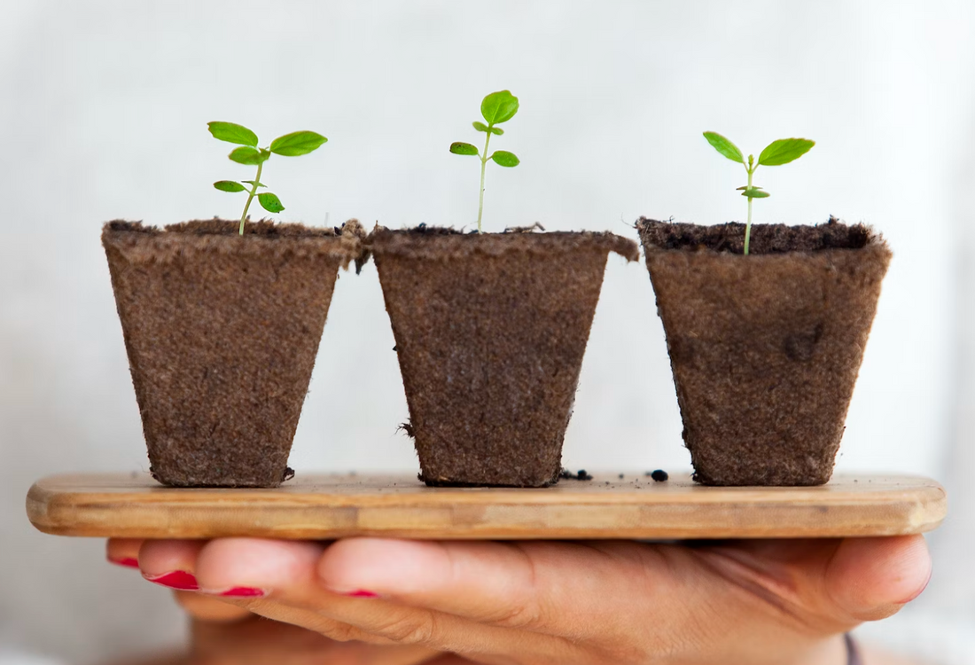 How Long Do Air Plants Live? Tillandsia Life Span & Proper Care