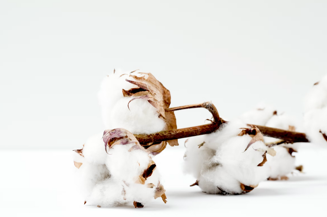 Does Organic Cotton Shrink? How to Care For and Wash 100% Organic Cotton